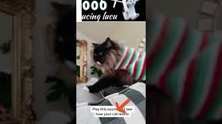 KUCING MUKA CEMONG | KUCING LUCU RIA #SHORTS