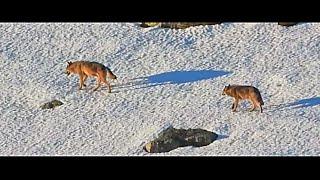 Lobos ibéricos por la nieve. Cantabria.