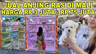 Jual Anjing Ras Di Mall Harga Rp.3 Juta - Rp.75 Juta