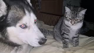 Хаски Каюша и кот Бенжамін. Воспитательный процесс. #cat #dog #recommended #shortsvideo