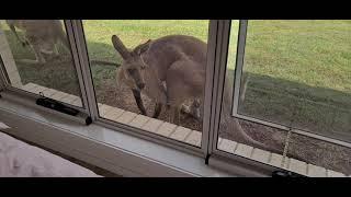 Kangaroos looking for shade