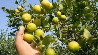 All-Time Lemon Plants by Hero Organic Hi-tech Seeds & Nursery Farm Saharanpur 7535875358**7535875357