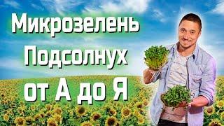 Микрозелень подсолнух Технология Выращивания