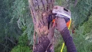 250+ feet Huge Cedar Tree Topping and Felling with Chainsaw