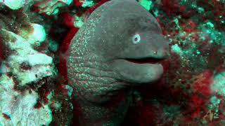 Underwater video of 2016 3D red-cyan