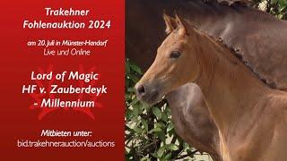 16 - Lord of Magic - Hengst v. Zauberdeyk - Millennium (*15.04.2024, Dunkelfuchs)