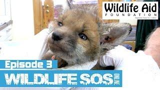 Wildlife SOS Online - Episode 3