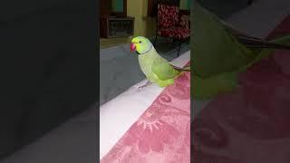 Aha tamatar ️ #like #subscribe #dance #ff #parrot #birds