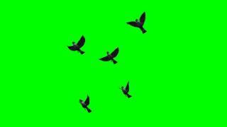 Flock of birds in flight - free green screen effects - free use