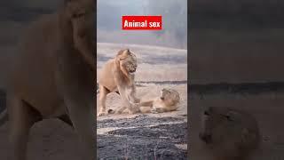 animals sex#short #animals