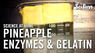Pineapple Enzymes and Gelatin - The Sci Guys: Science at Home