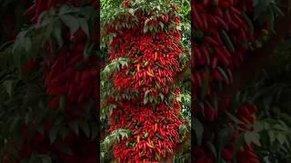 Easy Guide to Grown g Chilies at Hom #Grown #fortnite #a_i1200 @a_i1200