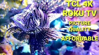 Stunning Picture Quality ~ The Affordable TCL 75" 4K Roku TV Review