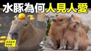 水豚：一種能『控制心靈』的動物？原來，這背後的生物原理十分有趣……|自說自話的總裁