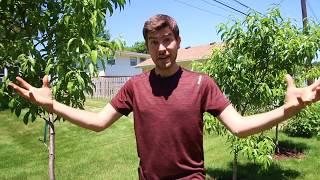 What is Peach Canker - How to Prevent it - What to Do If You Get It