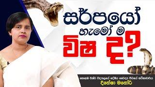 සර්පයෝ හැමෝම විෂ ද ? | කොළඹ විශ්ව විද්‍යාලයේ දේශීය වෛද්‍ය පීඨයේ කථිකාචාර්ය දිනේෂා මනෝරි |Manu Piyasa