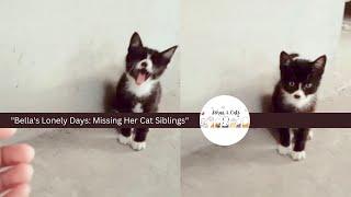 Bella's Lonely Days | Bella Missing Her Cat Siblings | Oo My Kitty | Sehar & Cats