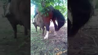 Male horse mating with female Pig in field #matingseason #horse #pig #matingrituals #animal