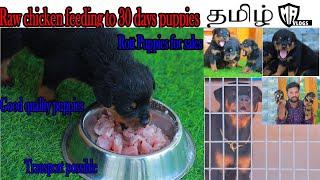 Raw chicken feeding to Rott puppies | Dog for sales | dog sales | Rottweiler