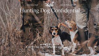 Rabbit Hunting with Beagles - With the Pack
