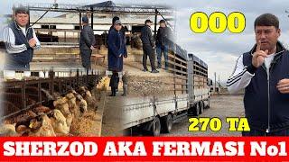 SHERZOD AKA FERMASI +450 TA MOL YO'LDA KELADI AKSIYANI BO'MBASI 150taga 3 Ta BONUS