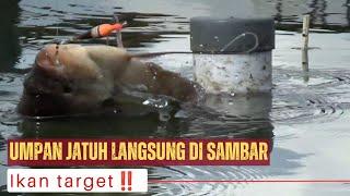 Fishing for Gurame‼️This is what happens if the bait is right (PMC Bang Asep Cipondoh)