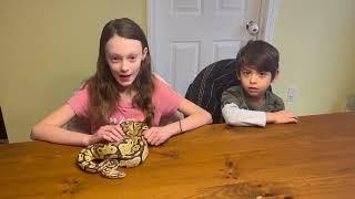 Ball Python Care Guide