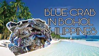 Blue crab / LAMBAY in BOHOL  panoo sa gabie philippines | EMMANUEL DE LEON