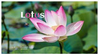 Lotus Garden | Gyeongju || South Korea || Travel V-log || Ep. 1 || Nabin Mewahang