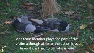 Magpie training in Australia