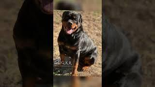 #rottweiler #gorilla #puppies #gorillakennelrottweilers #igotthatdog #AKC #rottweilerpuppy