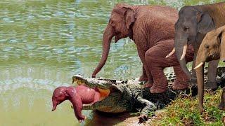 Стадо Слонов Спасло Слонёнка от Крокодила