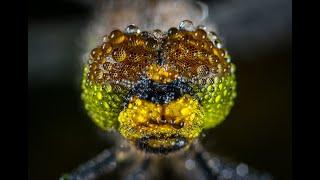 Top 50 most mind blowing insects close up macro photography