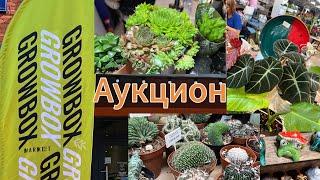 Аукцион GrowBox Market август 2024