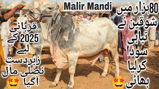 Malir Mandi Karachi Cattle Latest Rates Update 17 Dec 2024 | Malir Mandi Update | Cow Mandi 2025