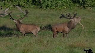 Red Deer  -  Rut 2023