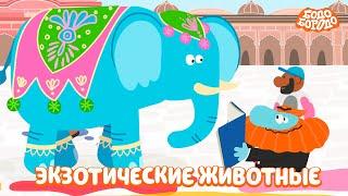 Самые экзотические животные - Бодо Бородо | мультфильмы для детей 0+