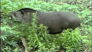 Lowland tapir video Tapirus terrestris 5