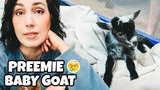 She was born 10 days early  (baby goat birth)