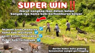 SUPER WIN berburu babi hutan durian bukur batu gadang ibarat menangkap ikan di dalam kolam‼️