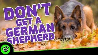 Top 5 Reasons NOT to Get a German Shepherd Dog - Dogs 101