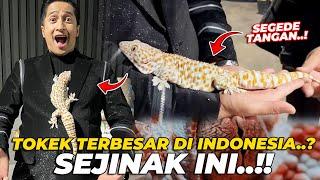 GREGETT..! MEGANG TOKEK TERBESAR DI INDONESIA..? SEJINAK INI TAPI..