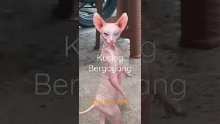 Kucing Joget Ria #shorts #kucinglucu