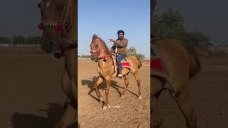 kathiyawadi horse lover #kathiyawadi #horse #horselover #video