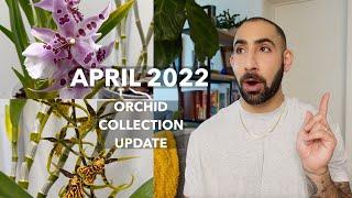 April 2022 Orchid Collection Update