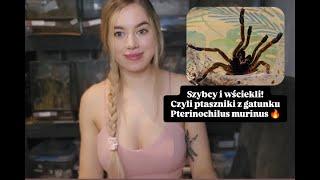 Pterinochilus murinus słynny przedstawiciel Starego Świata