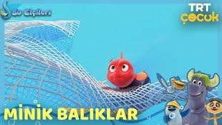 Su Elçileri | Minik Balıklar