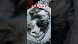 My rescued kitten babies are sleeping ।। Viral sound, funny cats reel  #cats #rescuedkittens