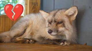 These Foxes Have a Tragic Story…