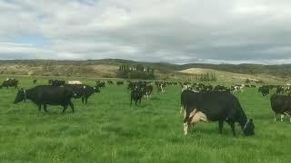 Happy cows #dairyfarmernz #pinoyfarmernz #dairylife #newzealandlife